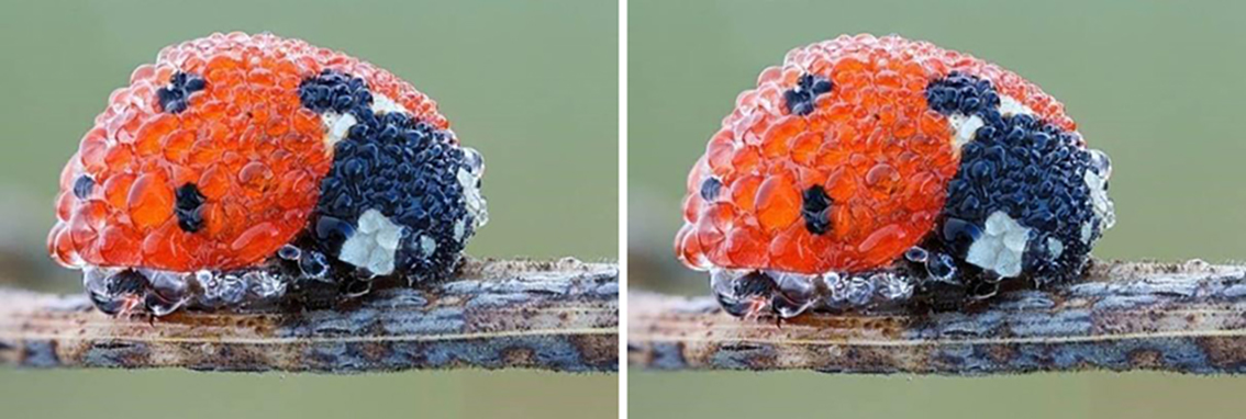 <p>Image: Close up image of a ladybug after a downpour.</p>