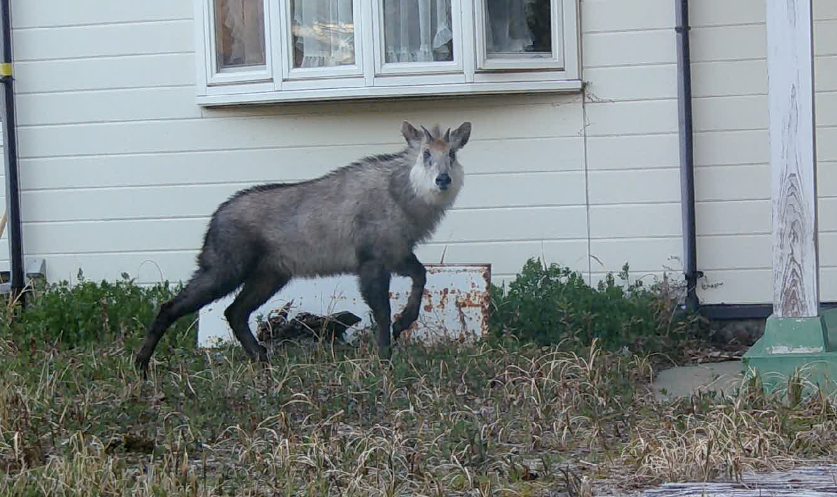 <p>Don't Follow the Wind, Image from wildlife camera on the project site, 2024. Courtesy of Don't Follow the Wind.</p>