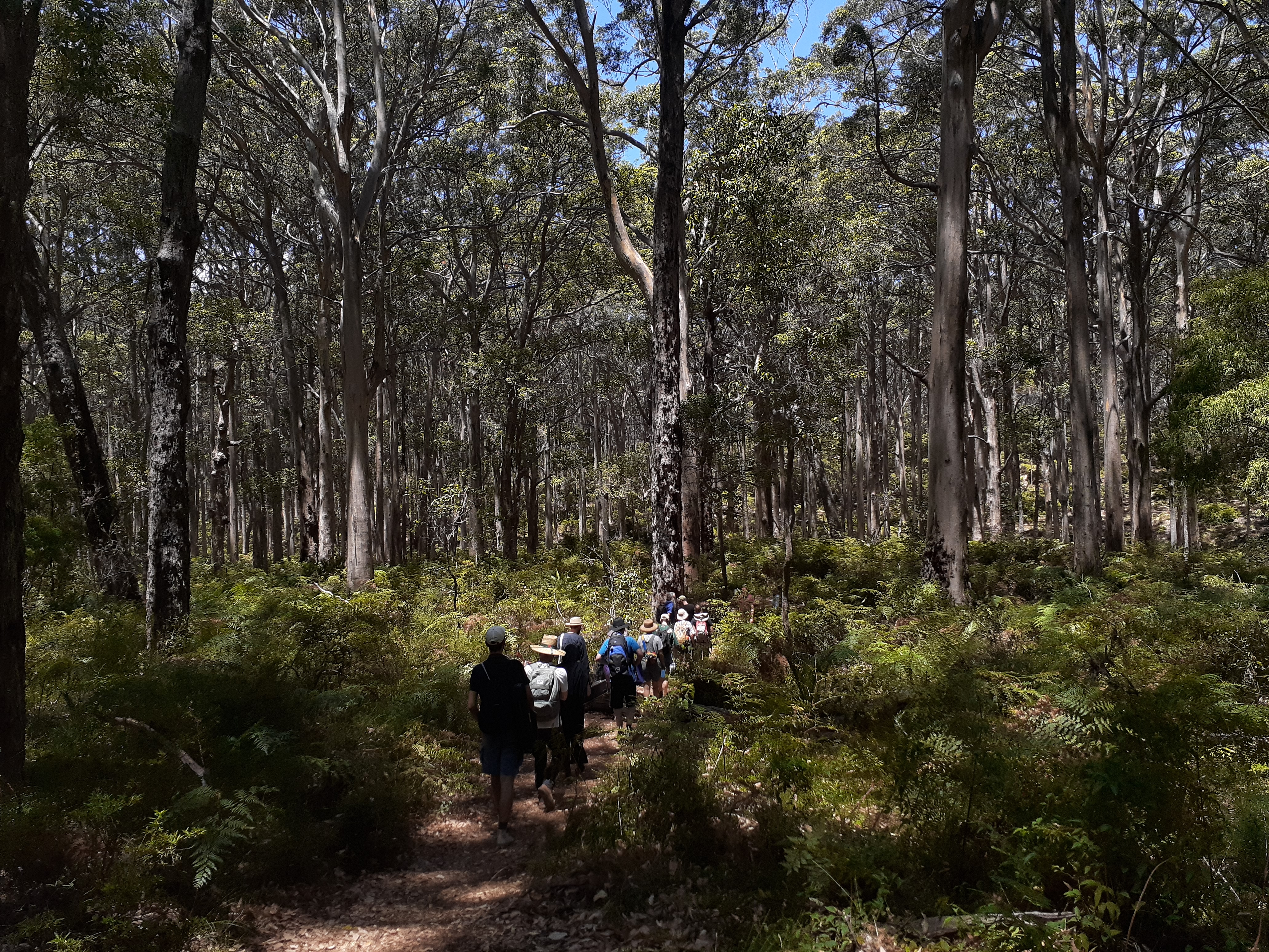 <p>The Boranup Karri Forest in the early afternoon.</p>