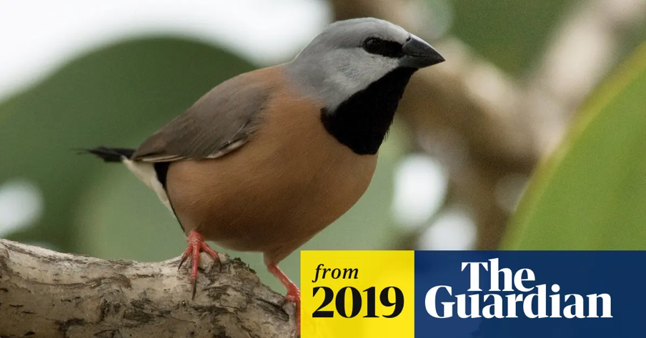 <p>The black-throated finch, found on Wangan and Jagalingou country in North Queensland and threatened by the Adani Carmichael coal mine.</p>